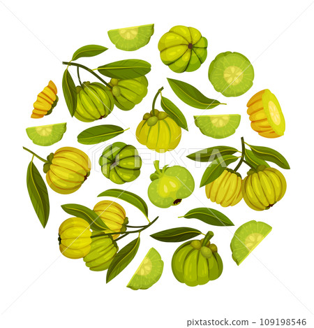 Garcinia Fruit Round Composition Design with Green Plant Vector Template Garcinia Fruit Round Composition Design with Green Plant Vector Template 109198546