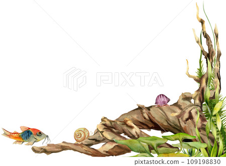 Hand drawn watercolor aquarium fish, algae, snails shell on bogwood. Marine exotic underwater illustration. Isolated on white background. Design for shops, brochure, print, card, wall art, textile. Hand drawn watercolor aquarium fish, algae, snails shell on bogwood. Marine exotic underwater illustration. Isolated on white background. Design for shops, brochure, print, card, wall art, textile. 109198830