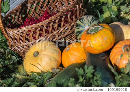 Harvested pumpkins and squashes, viburnum berry in a basket in the garden 109199028