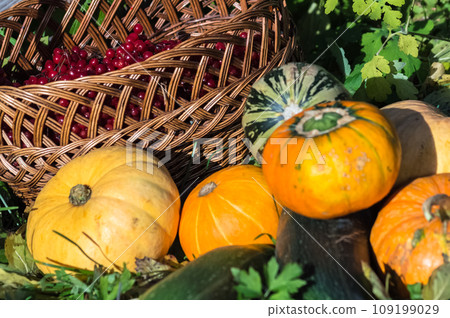 Harvested pumpkins and squashes, viburnum berry in a basket in the garden 109199029