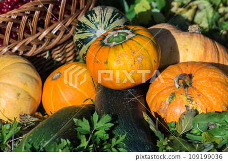 Harvested pumpkins and squashes, viburnum berry in a basket in the garden 109199036