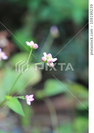 蓼科 Mizosoba 花 蓼科 Mizosoba 花 109199239