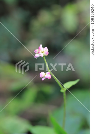 蓼科 Mizosoba 花 蓼科 Mizosoba 花 109199240