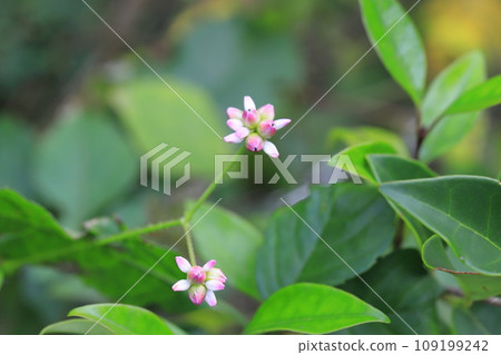 蓼科 Mizosoba 花 109199242