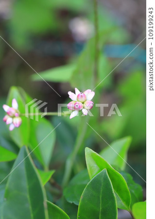 蓼科 Mizosoba 花 蓼科 Mizosoba 花 109199243