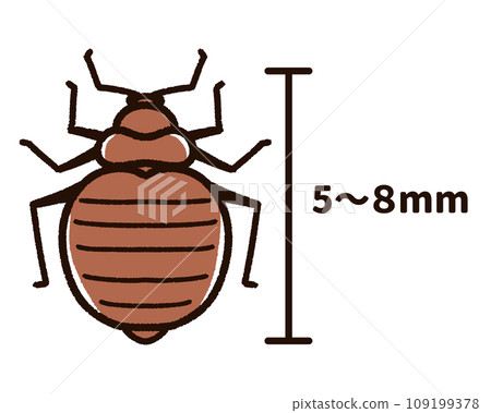 Image of the size of bed bugs 109199378