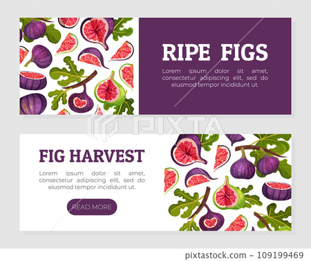 Fig Fruit Banner Design with Green Leaf Vector Template Fig Fruit Banner Design with Green Leaf Vector Template 109199469