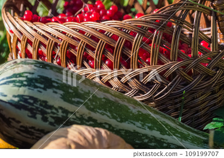 Wicker basket with red berries of viburnum and zucchini Wicker basket with red berries of viburnum and zucchini 109199707