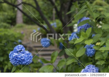 Colorful landscape of hydrangea-3 109200057