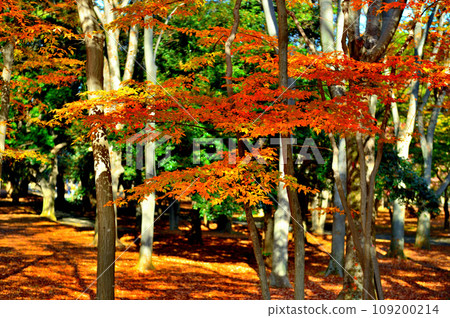 東京代代木公園的秋葉 初秋的楓葉風景 109200214