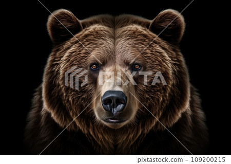 Front view of brown bear isolated on black background. Portrait of Kamchatka bear (Ursus arctos beringianus) 109200215
