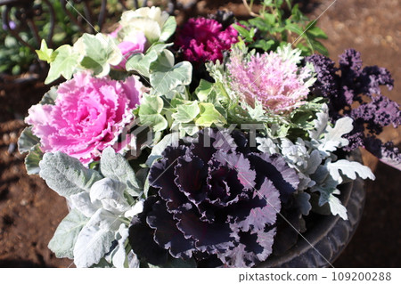 A collection of brightly colored leaf peonies A collection of brightly colored leaf peonies 109200288