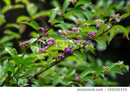 美麗的紫紫色水果 美麗的紫紫色水果 109200358