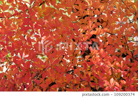 Colored leaves of Doudan azalea Colored leaves of Doudan azalea 109200374