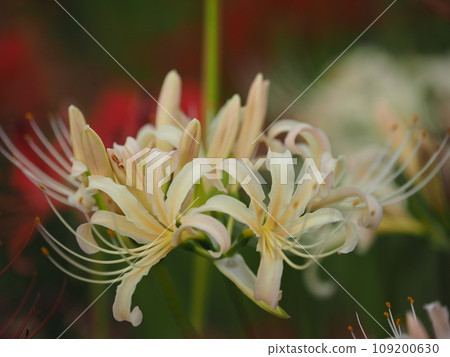 White cluster amaryllis White cluster amaryllis 109200630