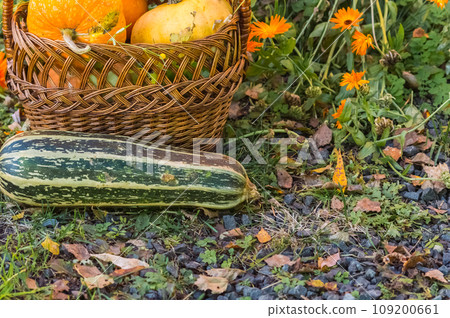 Pumpkin and zucchini in a basket on the grass in the garden. Autumn harvest concept. 109200661