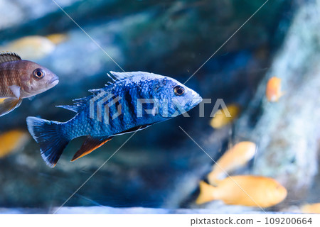 The electric blue hap (Sciaenochromis ahli) in aquarium in Thailand 109200664