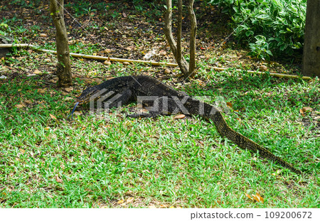 Monitor lizard or Varanus walking in Thailand park Monitor lizard or Varanus walking in Thailand park 109200672