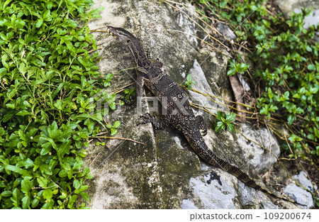 Monitor lizard or Varanus walking in Thailand park 109200674