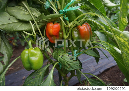 Paprika Paprika 109200691