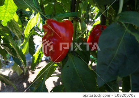 辣椒 辣椒 109200702