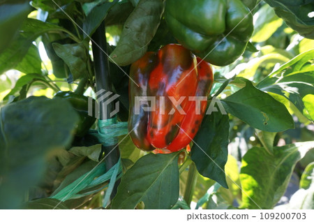 辣椒 109200703