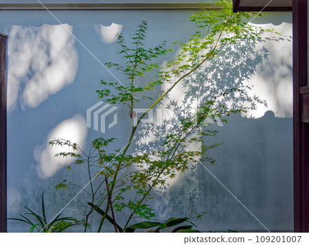 Japanese maple leaves reflected on the white wall Japanese maple leaves reflected on the white wall 109201007