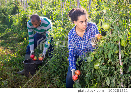 Latina harvesting tomatoes on farm field in autumn Latina harvesting tomatoes on farm field in autumn 109201211