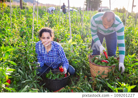 Positive woman harvesting bell peppers on farm field in day 109201227