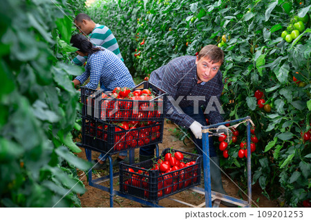 Group of gardeners harvesting tomatoes in glasshouse Group of gardeners harvesting tomatoes in glasshouse 109201253