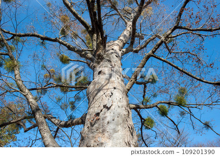 在藍天的襯托下閃閃發光的大櫸樹 在藍天的襯托下閃閃發光的大櫸樹 109201390