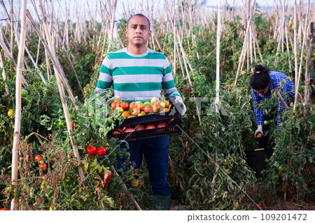 Positive latino man harvesting ripe red tomatoes on the field 109201472