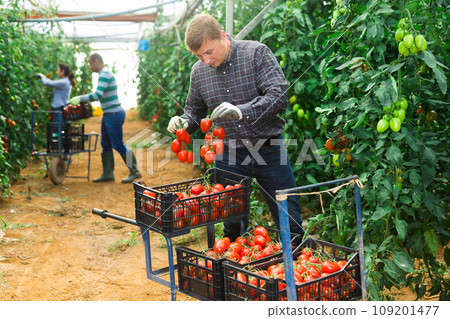 Group of gardeners harvesting tomatoes in glasshouse Group of gardeners harvesting tomatoes in glasshouse 109201477