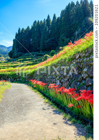 Tsuzura rice terraces and red spider lily, Ukiha City, Fukuoka Prefecture 109201621
