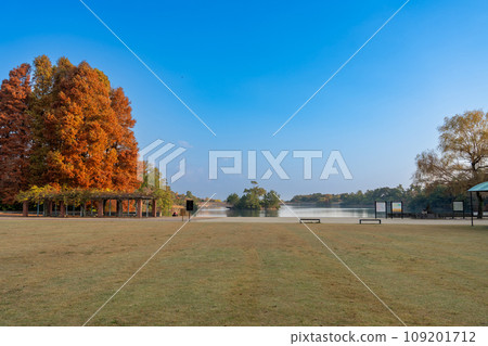 三重縣鈴鹿市大成森林公園的道白池和一棵秋葉的大水杉樹 三重縣鈴鹿市大成森林公園的道白池和一棵秋葉的大水杉樹 109201712