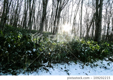 The sun setting over the bamboo bushes.Around Lake Iwado, the most beautiful artificial lake in Japan in early winter.A remote place where you can find deer and woodpeckers. 109202215