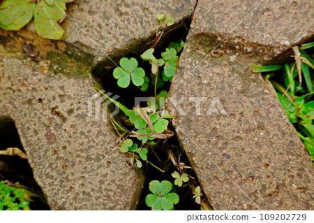 green clover growing through a hole in a concrete wall, closeup of photo 109202729