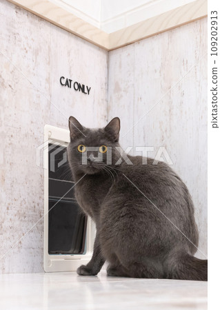 貓入口和貓 109202913