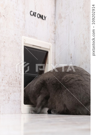 貓入口和貓 109202914