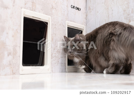 貓入口和貓 109202917