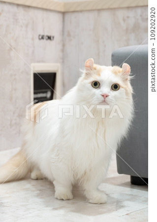 Cat entrance and cat Cat entrance and cat 109202920