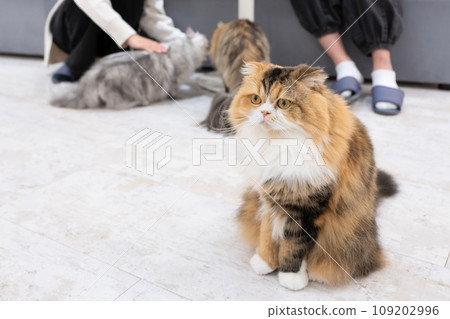 Indoor cat cat cafe image Indoor cat cat cafe image 109202996