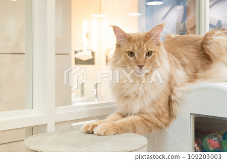 Indoor cat cat cafe image Indoor cat cat cafe image 109203003