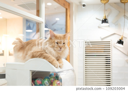 Indoor cat cat cafe image 109203004