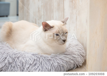 Indoor cat cat cafe image Indoor cat cat cafe image 109203008