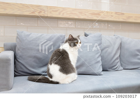 Indoor cat cat cafe image Indoor cat cat cafe image 109203017