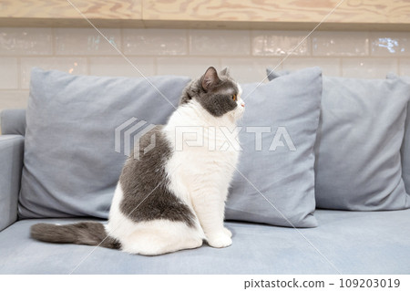 Indoor cat cat cafe image Indoor cat cat cafe image 109203019