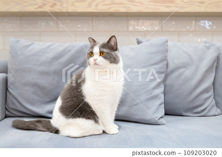 Indoor cat cat cafe image 109203020