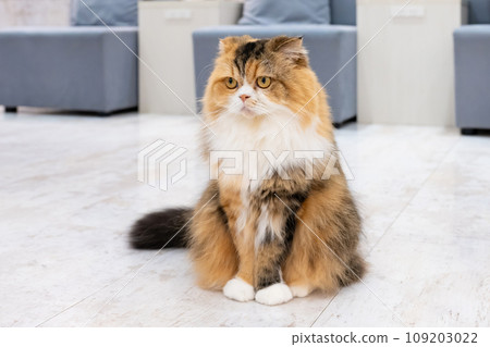 Indoor cat cat cafe image 109203022