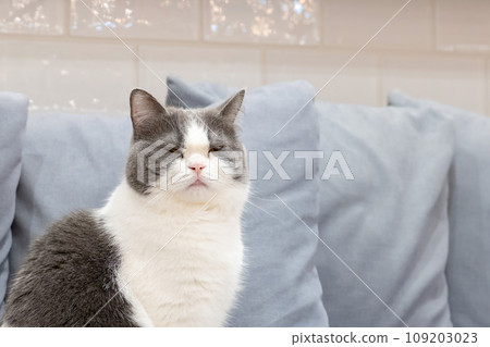 室內貓貓咖啡館形象 109203023